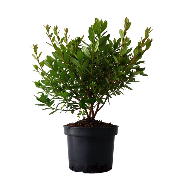 Azalea Japonica Orange Beauty Cont 3 L 30/40