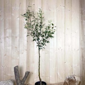 Malus Domestica Gala Cont 10 L 1/2 Tige 6/8