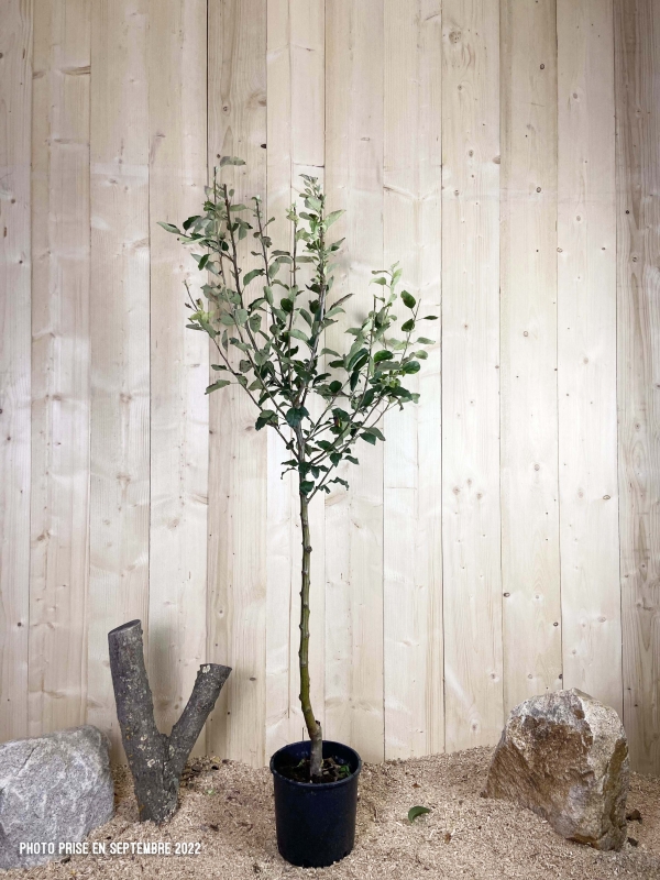 Malus Domestica Gala Cont 10 L 1/2 Tige 6/8