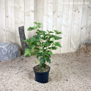 Ribes Nigrum Géant De Boskoop Cont 3 L Touffe