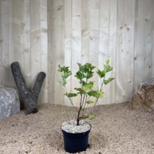 Ribes Rubrum Blanka Cont 3 L Touffe