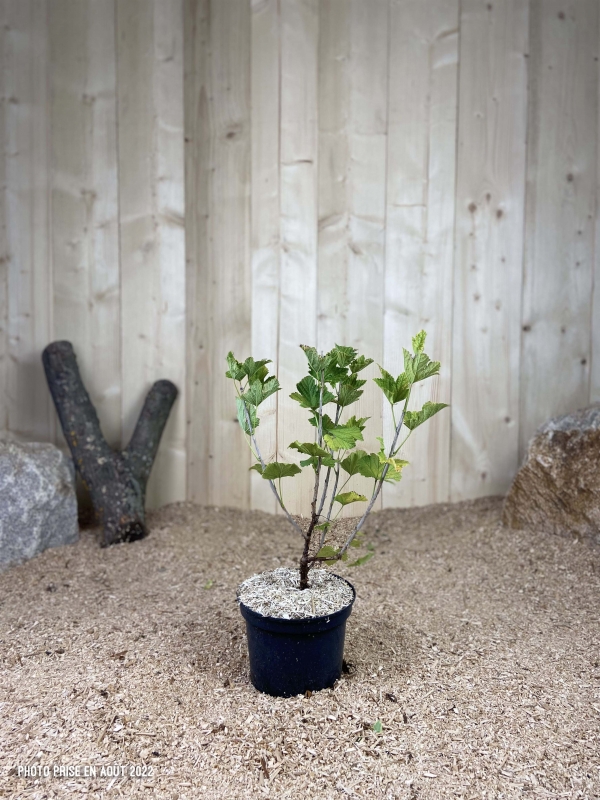 Ribes Rubrum Blanka Cont 3 L Touffe