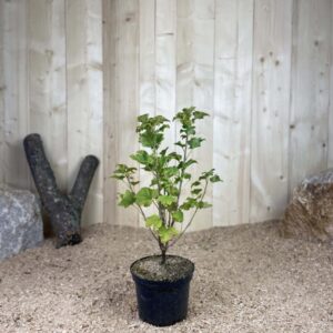 Ribes Rubrum London Market Cont 3 L Touffe