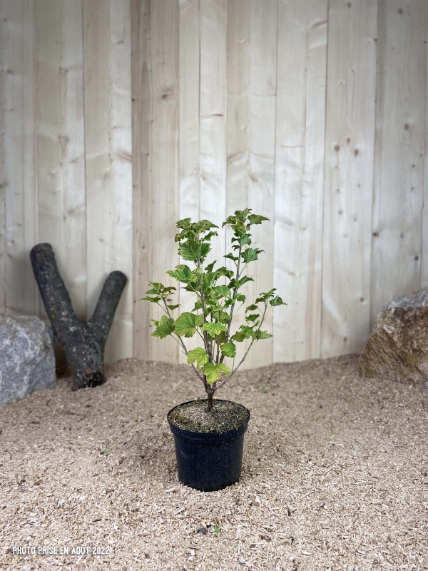 Ribes Rubrum London Market Cont 3 L Touffe