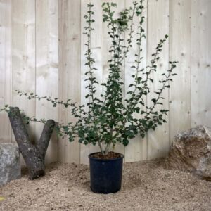 Crataegus Paul's Scarlet Cont 10 L 80/100