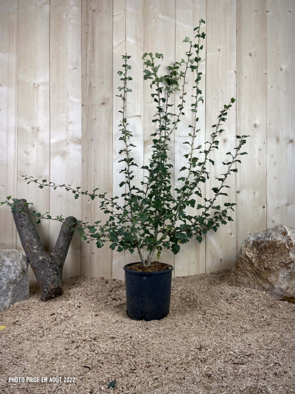 Crataegus Paul's Scarlet Cont 10 L 80/100
