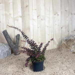 Berberis Thunbergii Atropurpurea Cont 3 L 30/40
