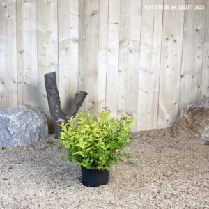 Spiraea Japonica Goldmound Cont 3 L 25/30
