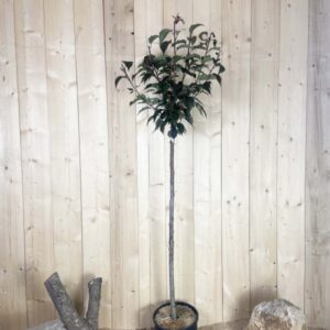 Prunus Serrulata Royal Burgundy Cont 15 L 1/2 Tige 6/8