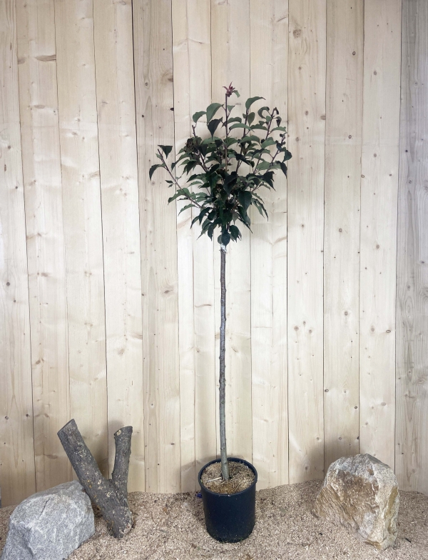 Prunus Serrulata Royal Burgundy Cont 15 L 1/2 Tige 6/8