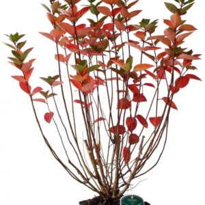 Hydrangea Paniculata Unique Cont 3 L 60/80