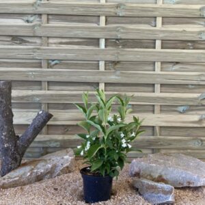 Weigela Candida Cont 3 L 40/60