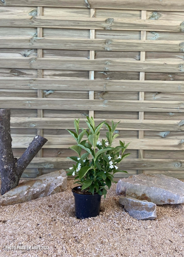 Weigela Candida Cont 3 L 40/60