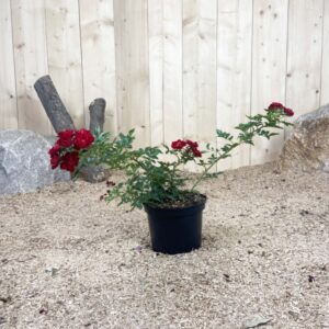 Rosa The Fairy Rouge Cont 3 L Touffe