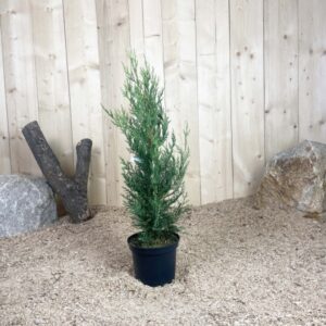 Cupressocyparis Leylandii Oger Cont 3 L 60/80