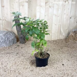 Rubus Idaeus Meeker Cont 3 L Touffe
