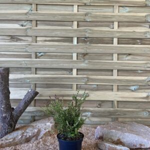 Lonicera Nitida Red Tips Cont 3 L 20/30