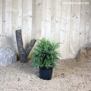Chamaecyparis Lawsoniana Globosa Cont 3 L 20/30