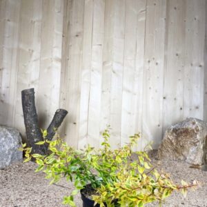 Abelia Grandiflora Kaleidoscope ® Cont 3 L 30/40