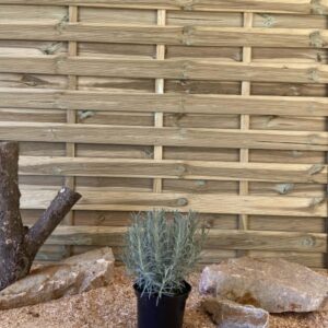 Lavandula Intermedia Grosso Cont 3 L Touffe
