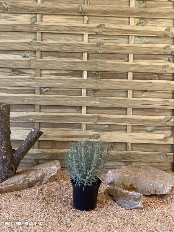 Lavandula Intermedia Grosso Cont 3 L Touffe