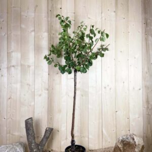 Prunus Armeniaca Bergeron Cont 10 L 1/2 Tige 6/8