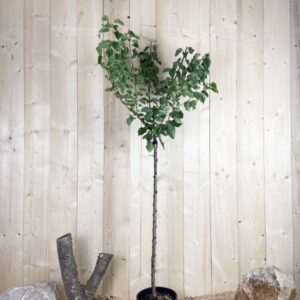 Prunus Armeniaca Canino Cont 10 L 1/2 Tige 6/8