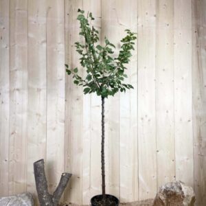 Prunus Armeniaca Rouge Du Roussillon Cont 10 L 1/2 Tige 6/8