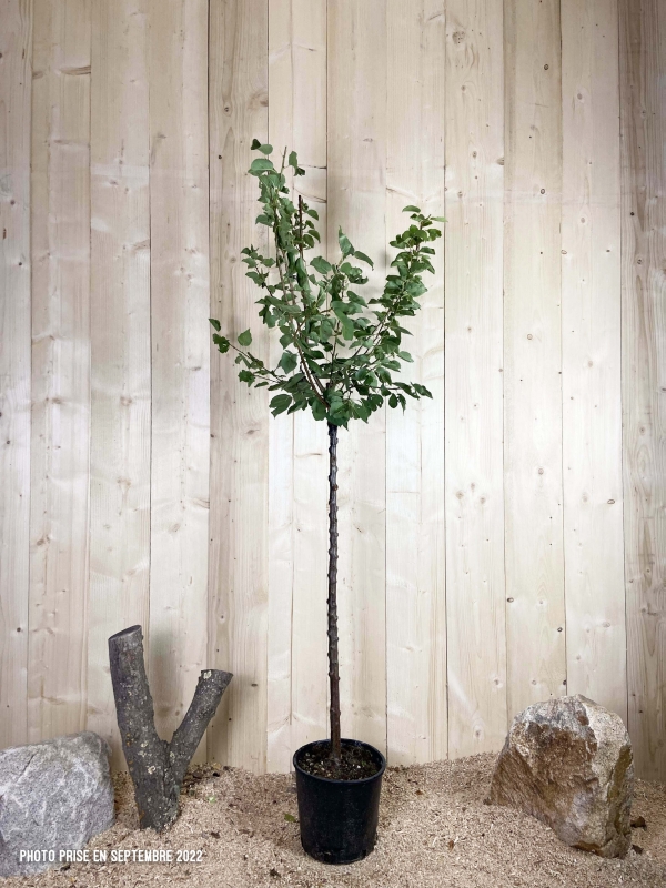 Prunus Armeniaca Rouge Du Roussillon Cont 10 L 1/2 Tige 6/8