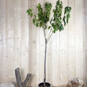 Prunus Avium Duroni N°3 Cont 10 L 1/2 Tige 6/8