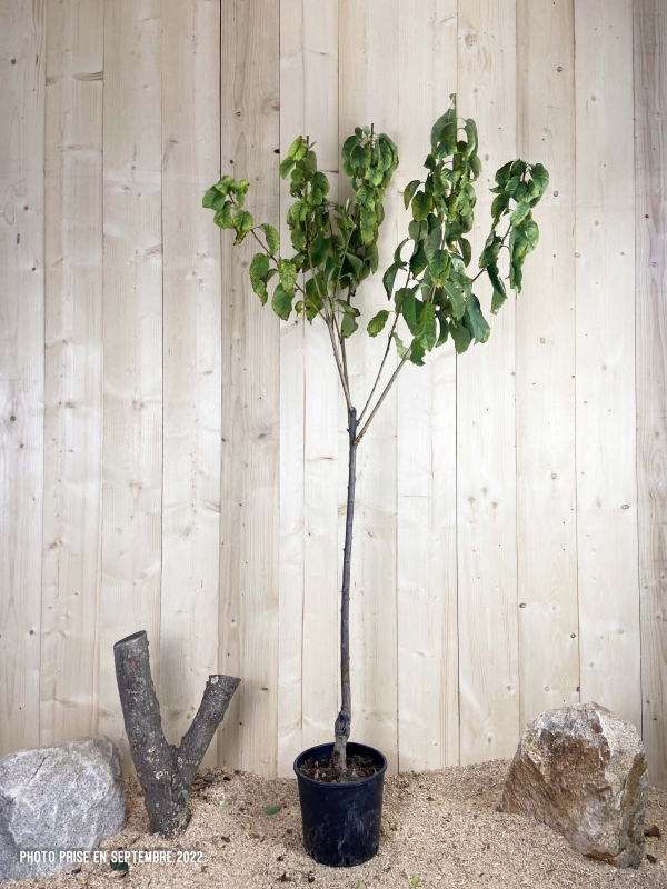 Prunus Avium Duroni N°3 Cont 10 L 1/2 Tige 6/8