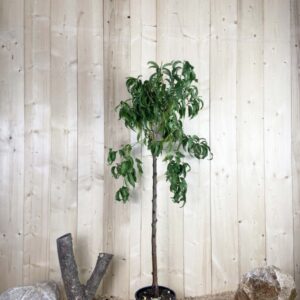 Prunus Nucipersica Snow Queen Cont 10 L 1/2 Tige 6/8