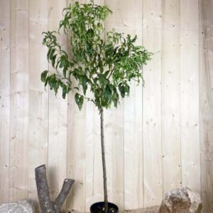 Prunus Persica Fayette Cont 10 L 1/2 Tige 6/8