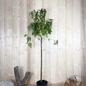 Prunus Nucipersica Independance Cont 10 L 1/2 Tige 6/8