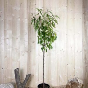 Prunus Persica Michelini Cont 10 L 1/2 Tige 6/8