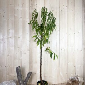 Prunus Persica Suncrest Cont 10 L 1/2 Tige 6/8