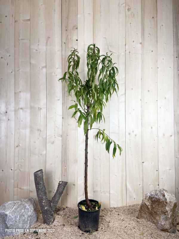 Prunus Persica Suncrest Cont 10 L 1/2 Tige 6/8