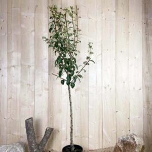 Pyrus Domestica Abate Fetel Cont 10 L 1/2 Tige 6/8