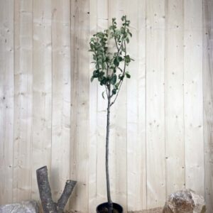 Pyrus Domestica Duchesse D'Angoulême Cont 10 L 1/2 Tige 6/8