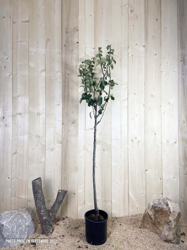 Pyrus Domestica Duchesse D'Angoulême Cont 10 L 1/2 Tige 6/8