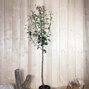 Pyrus Domestica William's Rouge Cont 10 L 1/2 Tige 6/8