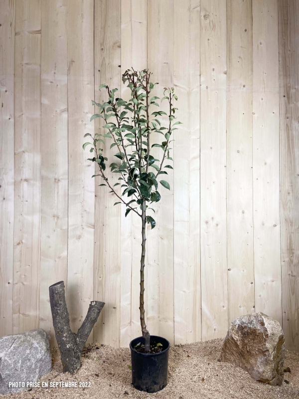 Pyrus Domestica William's Rouge Cont 10 L 1/2 Tige 6/8