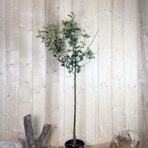Malus Domestica Fuji Cont 10 L 1/2 Tige 6/8