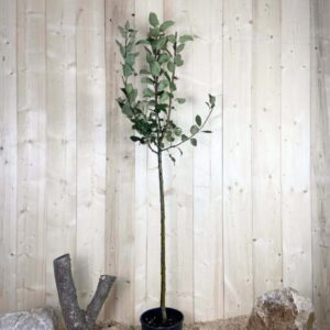 Malus Domestica Idared Cont 10 L 1/2 Tige 6/8