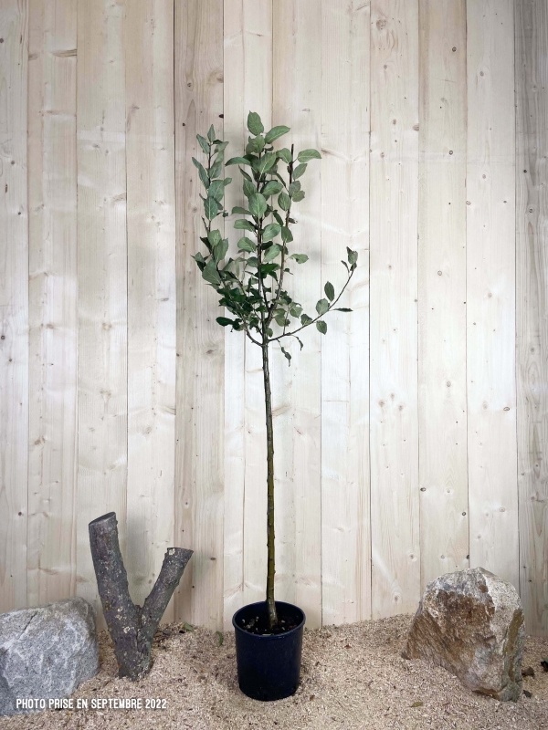Malus Domestica Idared Cont 10 L 1/2 Tige 6/8
