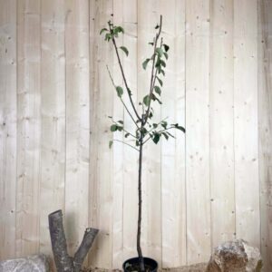 Prunus Domestica President Cont 10 L 1/2 Tige 6/8