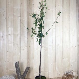 Prunus Domestica Victoria Cont 10 L 1/2 Tige 6/8