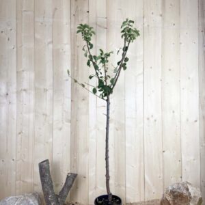 Prunus Domestica Reine Claude Verte Cont 10 L 1/2 Tige 6/8