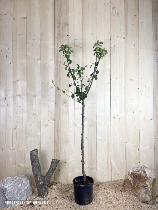 Prunus Domestica Reine Claude Verte Cont 10 L 1/2 Tige 6/8