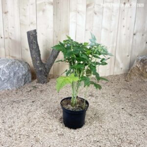 Rubus Idaeus Autumn Bliss ® Cont 3 L Touffe